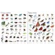 Usborne - 1000 Animals